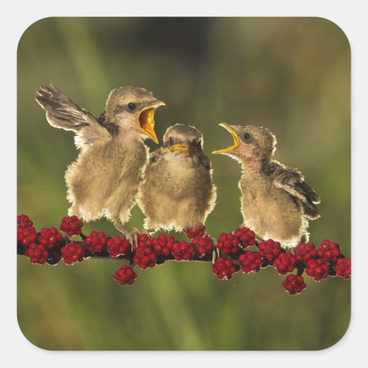 Drie Baby Lanius Schach Birds Vierkante Sticker (Voorkant)