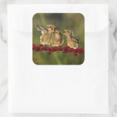Drie Baby Lanius Schach Birds Vierkante Sticker (Tas)