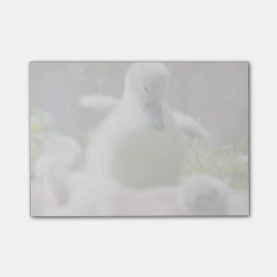 Drie Baby Swan Cygnet-voeringen die elkaar aaneenn Post-it® Notes