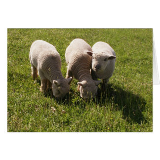 Drie babydoll lammetjes