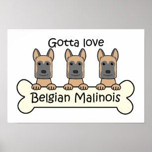 Drie Belgische Malinois Poster