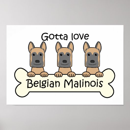 Drie Belgische Malinois Poster (Voorkant)