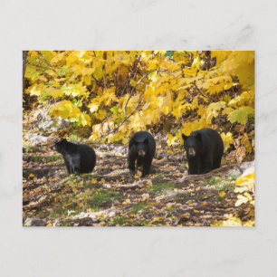 Drie Beren Briefkaart
