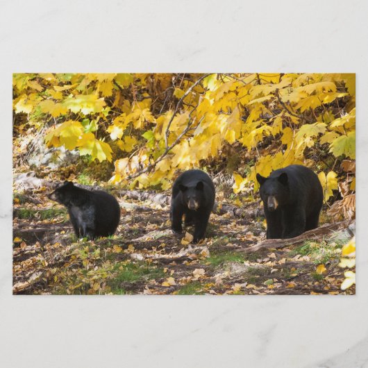Drie Beren Briefpapier (Voorkant)