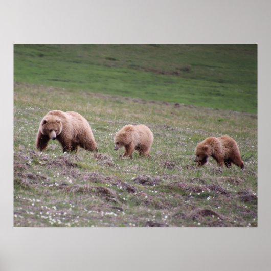 Drie Beren fotograferen Poster (Voorkant)