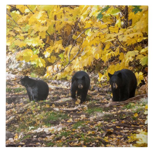 Drie Beren Tegeltje (Voorkant)