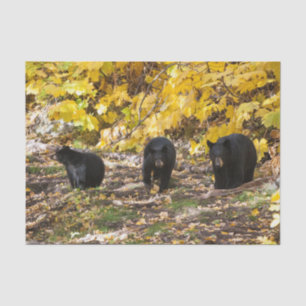 Drie Beren Tissuepapier