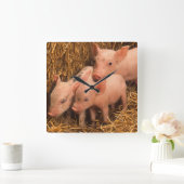 drie biggen vierkante klok (Huis)