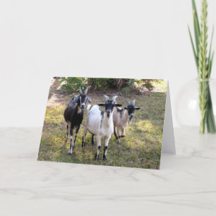Drie Billy Goats Kaart