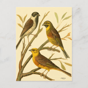 Drie binnenlandse vogels op een filiaal briefkaart