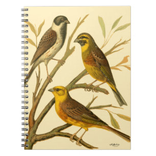 Drie binnenlandse vogels op een filiaal notitieboek