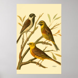 Drie binnenlandse vogels op een filiaal poster