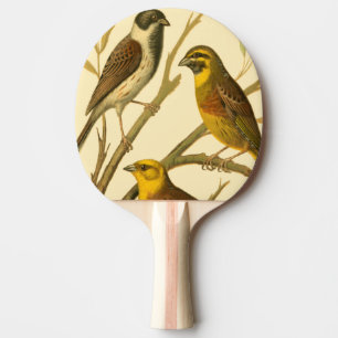 Drie binnenlandse vogels op een filiaal tafeltennisbatje