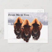 Drie Bison Briefkaart (Voorkant / Achterkant)