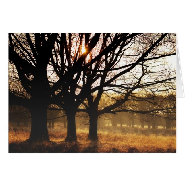 Drie bomen (Voorkant Horizontaal)