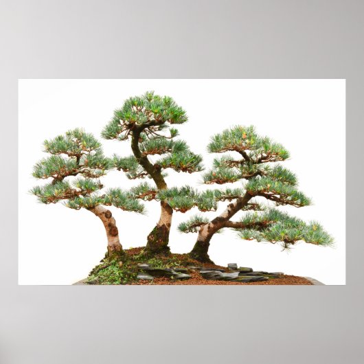 drie bomen met bonsai poster (Voorkant)