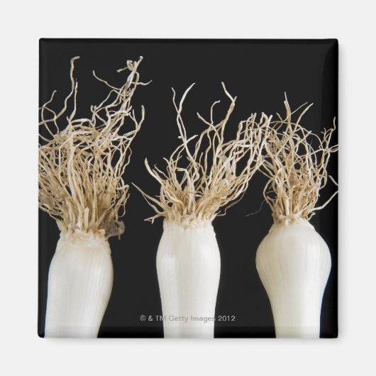 Drie bosuien magneet (Voorkant)