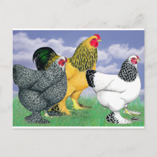 Drie Brahmas Briefkaart