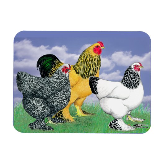 Drie Brahmas Magneet (Horizontaal)