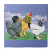 Drie Brahmas Tegeltje (Voorkant)