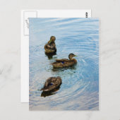 Drie Briefkaart (Voorkant / Achterkant)