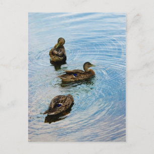 Drie Briefkaart