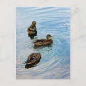 Drie Briefkaart (Voorkant)