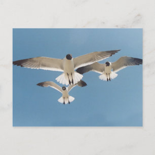 Drie Briefkaarten