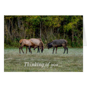 Drie Bull Elk gevechtsdenking van u Notecard