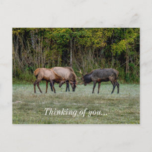Drie bull elk vecht over jullie Briefkaart