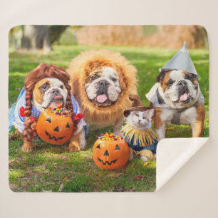 Drie Bulldogs in verkleedpartij Sherpa Deken