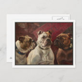 Drie Bulldogs van Charles Boland Briefkaart (Voorkant / Achterkant)