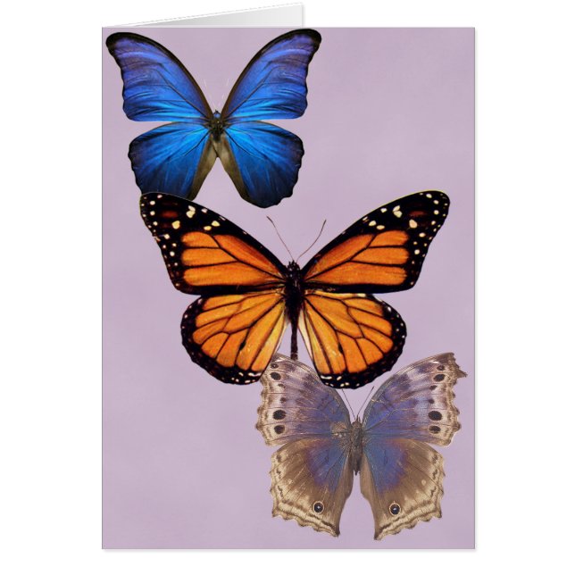 Drie  Butterflies (Voorkant)