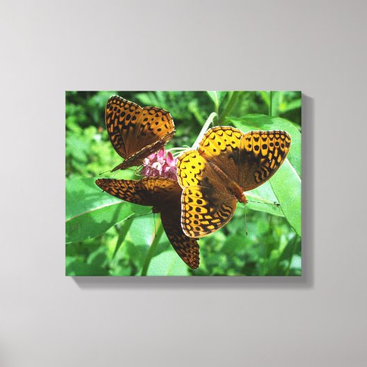 Drie Butterflies Canvas Afdruk (Voorkant)