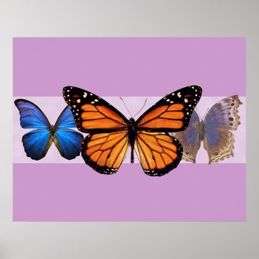 Drie Butterflies Print (Voorkant)