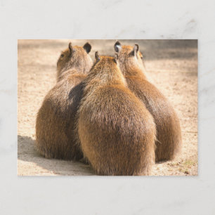 Drie Capybara Briefkaart