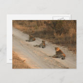 Drie Cheetahs op Dirt Road op Sunrise - Briefkaart (Voorkant / Achterkant)