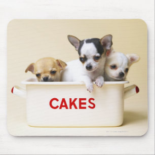 Drie chihuahua-puppies in taarttin muismat