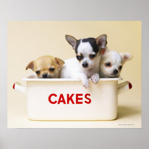 Drie chihuahua-puppies in taarttin poster