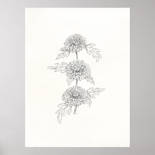 Drie Chrysanthema's afdrukken Poster (Voorkant)