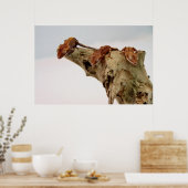 Drie Crested Geckos Poster (Keuken)