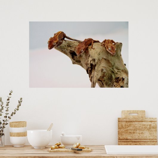 Drie Crested Geckos Poster (Keuken)