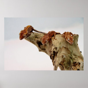 Drie Crested Geckos Poster