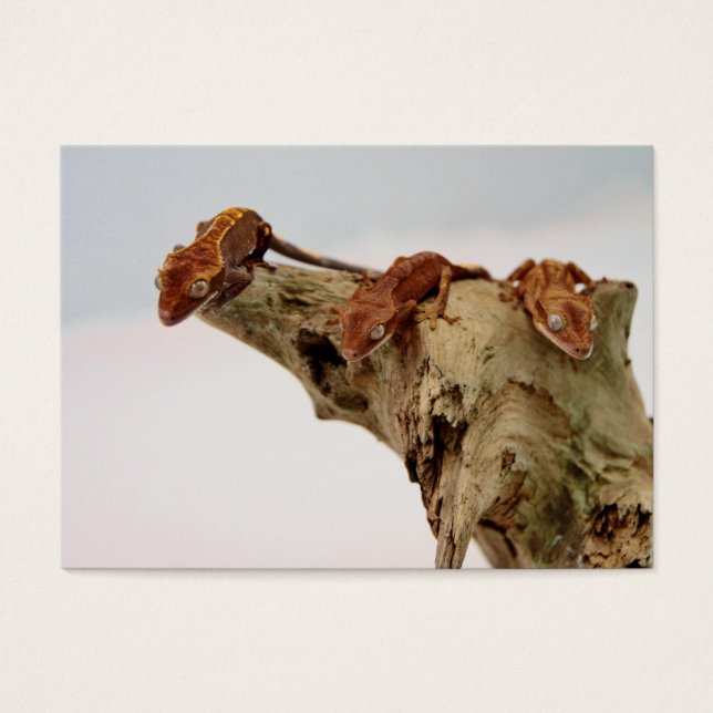 Drie Crested Geckos Visitekaartje (Voorkant)