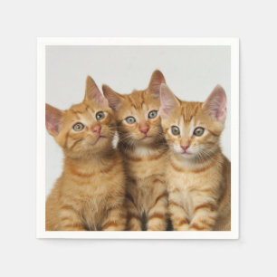 Drie Cute Ginger Cat Kittens Friends Head Foto / Servet