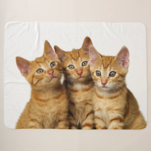 Drie Cute Ginger Cat Kittens Friends Head Foto - Sherpa Deken