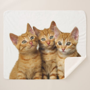 Drie Cute Ginger Cat Kittens Friends Head Foto * Sherpa Deken