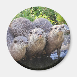 Drie Cute Otters Wildlife Fotografie Magneet