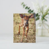 Drie dagen oud baby Nyala hert Briefkaart (Staand voorkant)