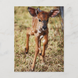Drie dagen oud baby Nyala hert Briefkaart